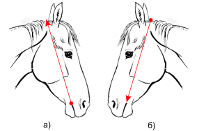 Измерение головы лошади